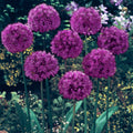 Allium Aflatunense Purple Sensation