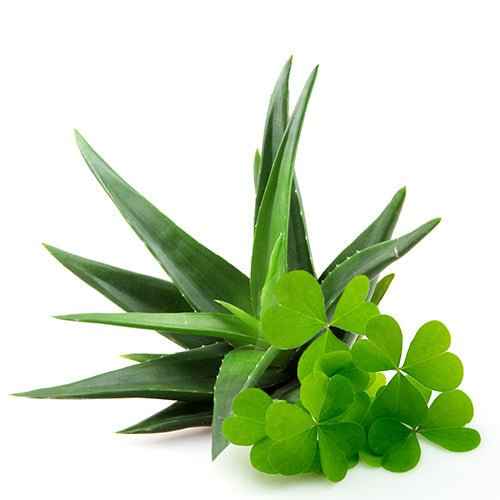Green Clover & Aloe - Premium Fragrance Oil