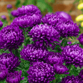 Milady Blue Aster – 50 Seeds